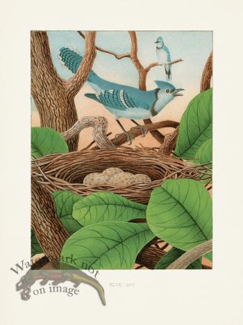 Thomas Gentry Bird 09